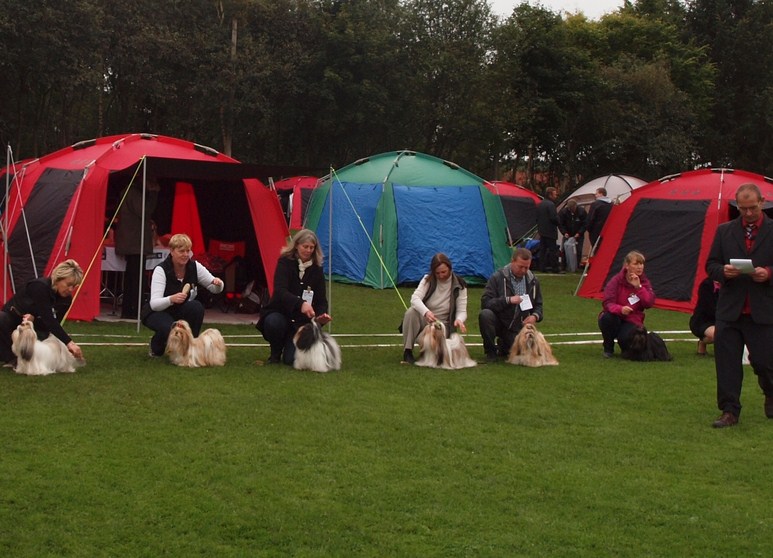 Shih Tzu Danmark